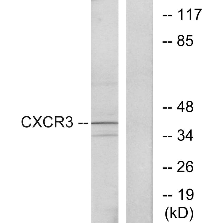 Western Blot - Anti-CXCR3 Antibody (G063) - Antibodies.com