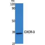 Western Blot - Anti-CXCR3 Antibody (G063) - Antibodies.com