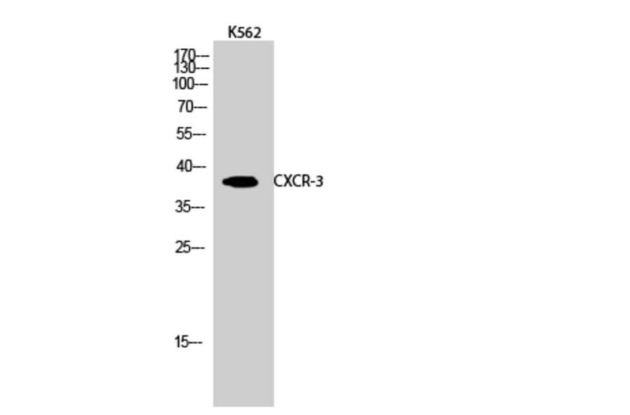 Western Blot - Anti-CXCR3 Antibody (G063) - Antibodies.com