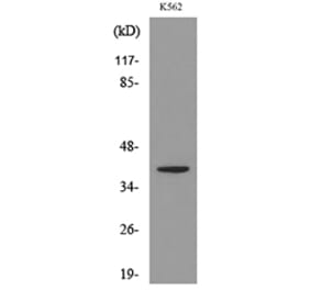 Western Blot - Anti-CXCR3 Antibody (C30514) - Antibodies.com