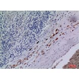 Immunohistochemistry - Anti-CXCR3 Antibody (C30514) - Antibodies.com