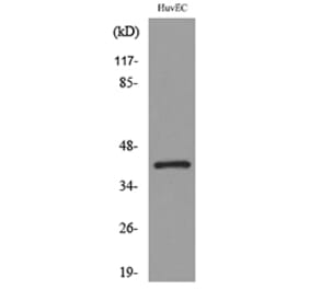 Western Blot - Anti-CXCR2 Antibody (C30448) - Antibodies.com