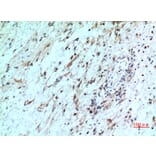 Immunohistochemistry - Anti-CXCR2 Antibody (C30448) - Antibodies.com