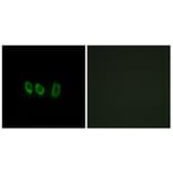 Immunofluorescence - Anti-CSTL1 Antibody (C15279) - Antibodies.com