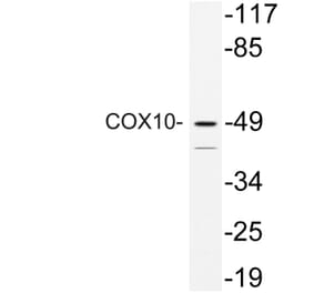 Western Blot - Anti-COX10 Antibody (R12-2102) - Antibodies.com