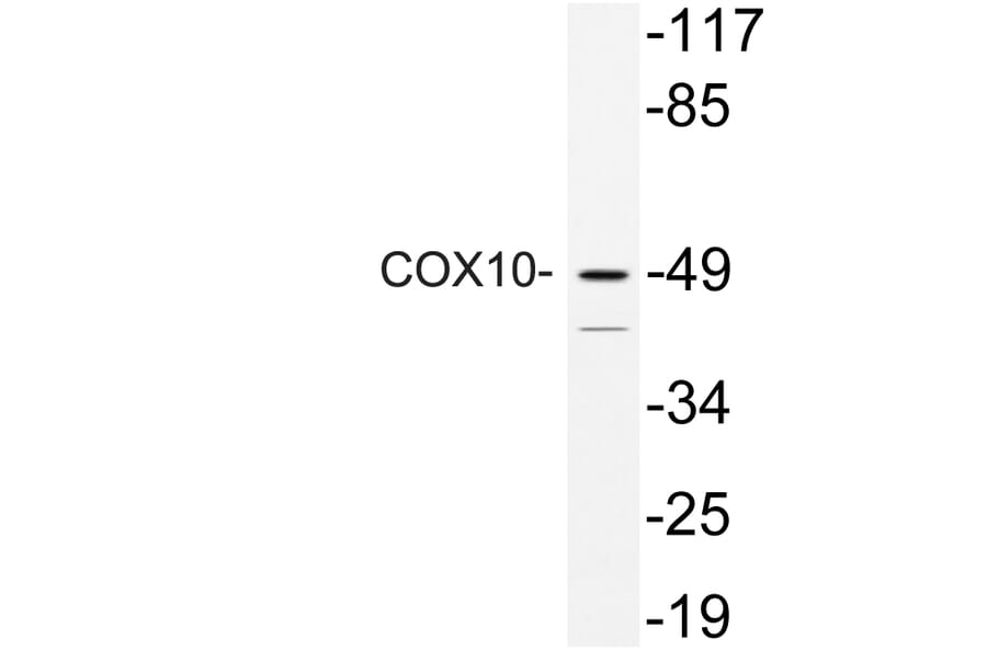Western Blot - Anti-COX10 Antibody (R12-2102) - Antibodies.com