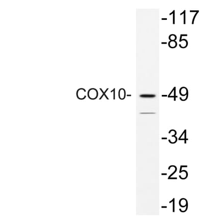 Western Blot - Anti-COX10 Antibody (R12-2102) - Antibodies.com