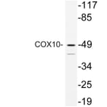 Western Blot - Anti-COX10 Antibody (R12-2102) - Antibodies.com