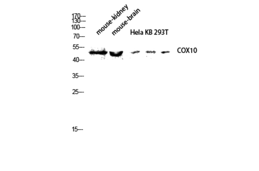 Western Blot - Anti-COX10 Antibody (R12-2102) - Antibodies.com