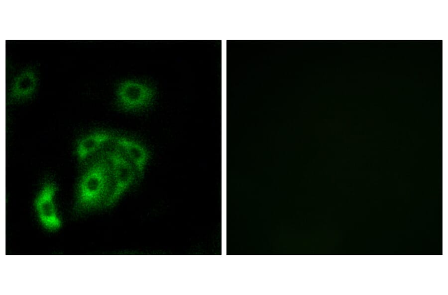 Immunofluorescence - Anti-CNTN5 Antibody (C15241) - Antibodies.com