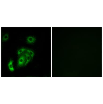 Immunofluorescence - Anti-CNTN5 Antibody (C15241) - Antibodies.com