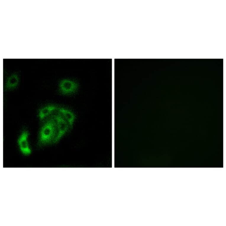 Immunofluorescence - Anti-CNTN5 Antibody (C15241) - Antibodies.com