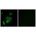 Immunofluorescence - Anti-CNTN5 Antibody (C15241) - Antibodies.com