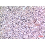 Immunohistochemistry - Anti-CMTM6 Antibody (C30731) - Antibodies.com