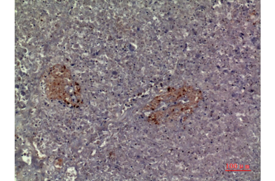 Immunohistochemistry - Anti-CMTM5 Antibody (C30666) - Antibodies.com