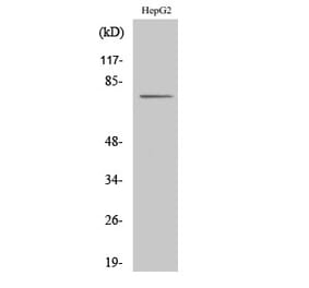 Western Blot - Anti-CLIP4 Antibody (C14918) - Antibodies.com