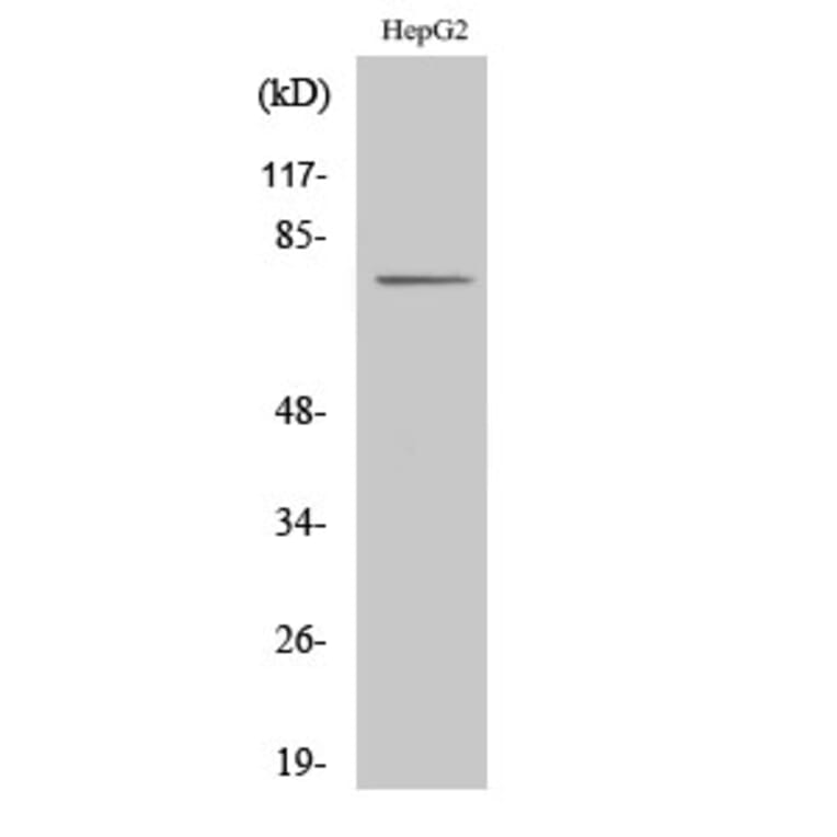Western Blot - Anti-CLIP4 Antibody (C14918) - Antibodies.com