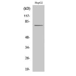 Western Blot - Anti-CLIP4 Antibody (C14918) - Antibodies.com