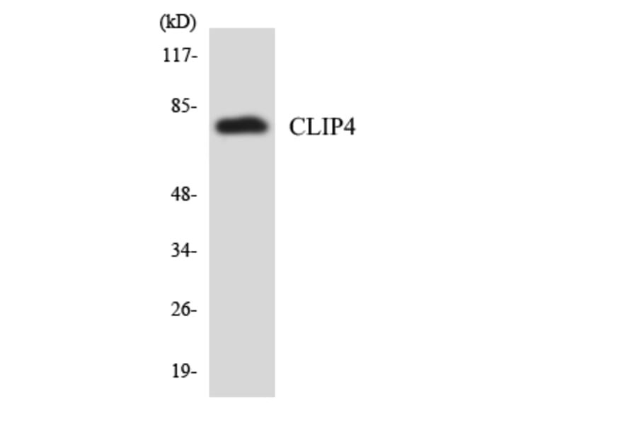 Western Blot - Anti-CLIP4 Antibody (R12-2629) - Antibodies.com
