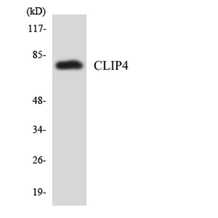 Western Blot - Anti-CLIP4 Antibody (R12-2629) - Antibodies.com
