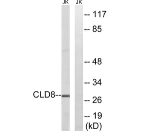 Western Blot - Anti-CLDN8 Antibody (C15163) - Antibodies.com