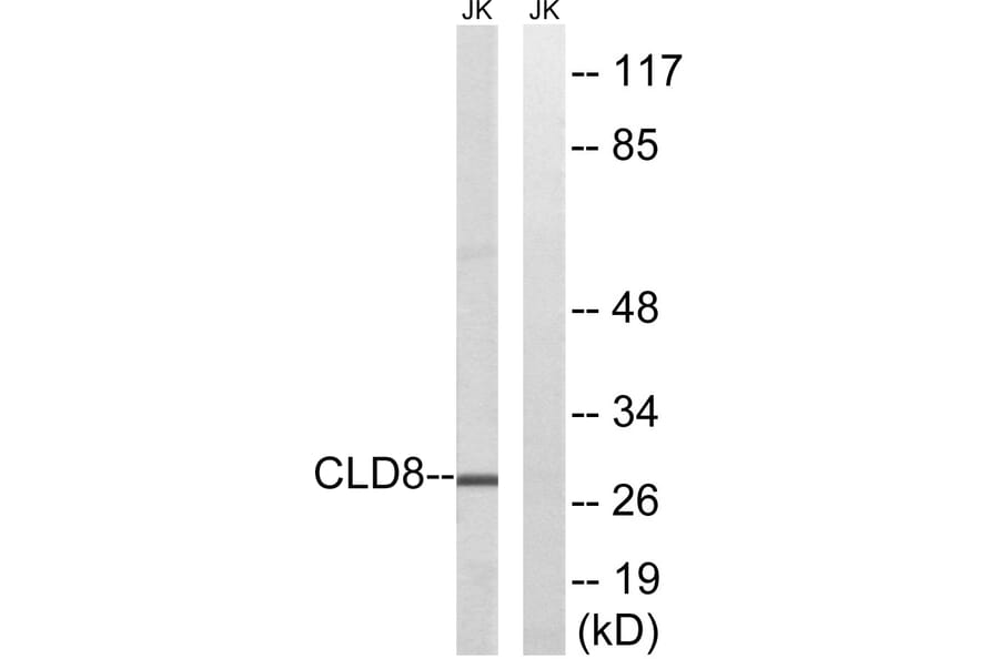 Western Blot - Anti-CLDN8 Antibody (C15163) - Antibodies.com