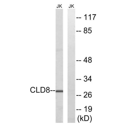 Western Blot - Anti-CLDN8 Antibody (C15163) - Antibodies.com