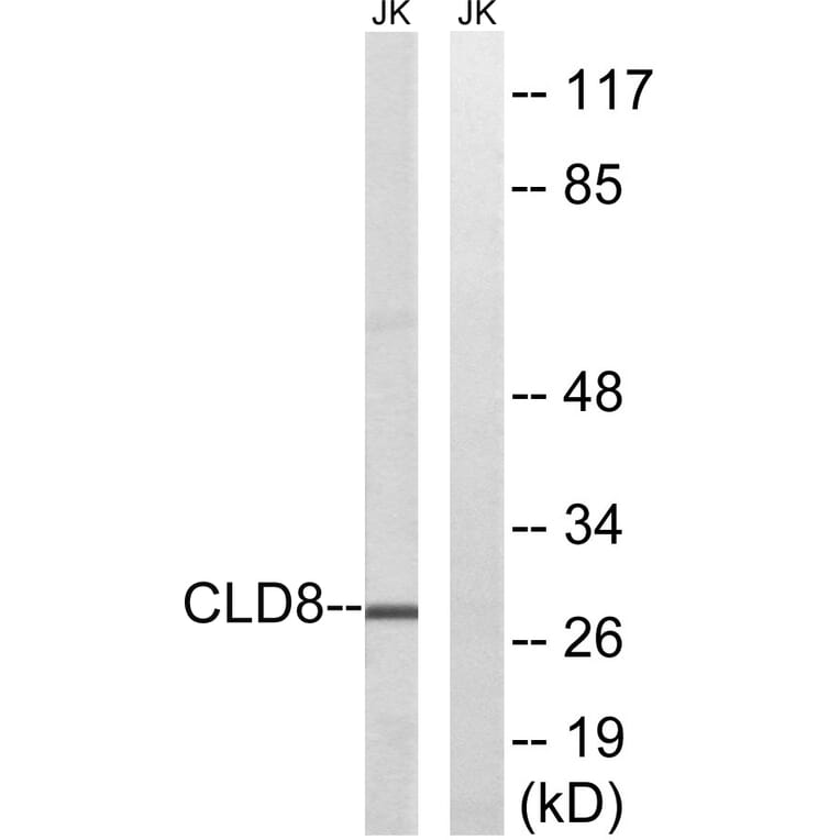 Western Blot - Anti-CLDN8 Antibody (C15163) - Antibodies.com