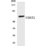 Western Blot - Anti-CHST2 Antibody (R12-2617) - Antibodies.com