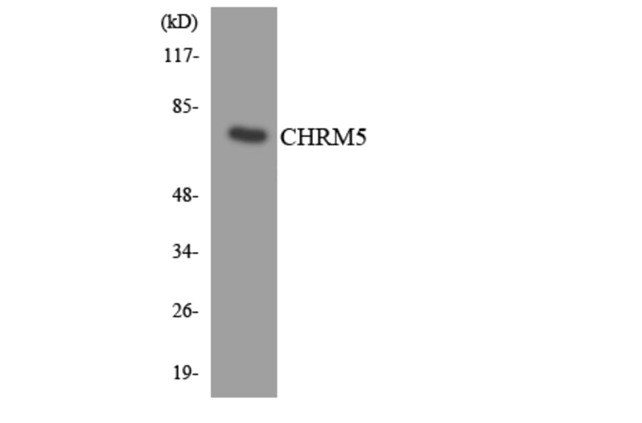 Western Blot - Anti-CHRM5 Antibody (R12-2616) - Antibodies.com