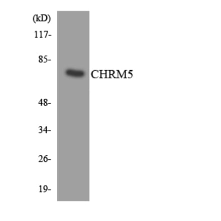 Western Blot - Anti-CHRM5 Antibody (R12-2616) - Antibodies.com