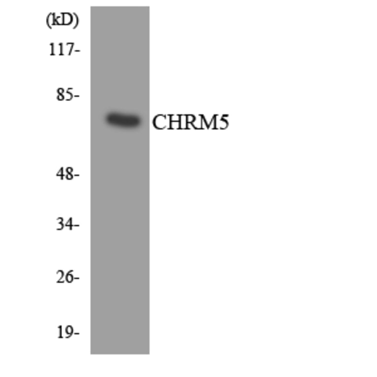 Western Blot - Anti-CHRM5 Antibody (R12-2616) - Antibodies.com