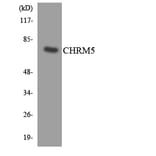 Western Blot - Anti-CHRM5 Antibody (R12-2616) - Antibodies.com