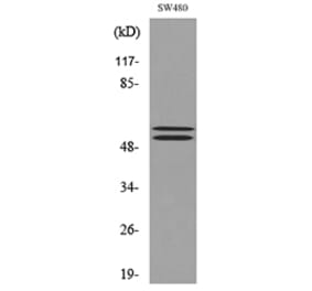 Western Blot - Anti-CFLAR Antibody (C30033) - Antibodies.com