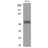 Western Blot - Anti-CFLAR Antibody (C30033) - Antibodies.com