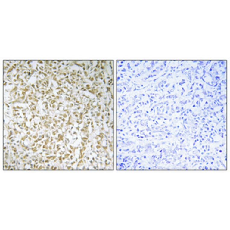 Immunohistochemistry - Anti-CERKL Antibody (C11160) - Antibodies.com