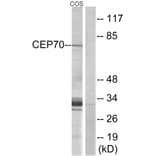 Western Blot - Anti-CEP70 Antibody (C15047) - Antibodies.com