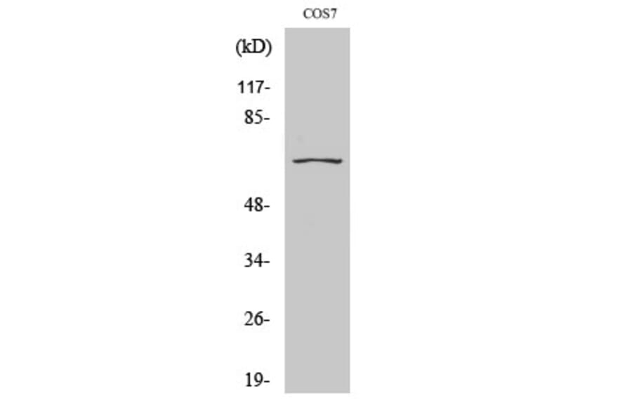 Western Blot - Anti-CEP70 Antibody (C15047) - Antibodies.com