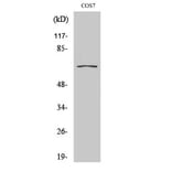 Western Blot - Anti-CEP70 Antibody (C15047) - Antibodies.com