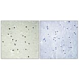 Immunohistochemistry - Anti-CEP70 Antibody (C15047) - Antibodies.com