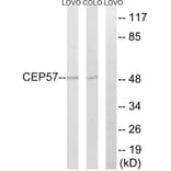 Western Blot - Anti-CEP57 Antibody (C15044) - Antibodies.com