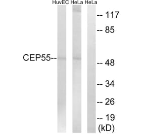 Western Blot - Anti-CEP55 Antibody (C15043) - Antibodies.com