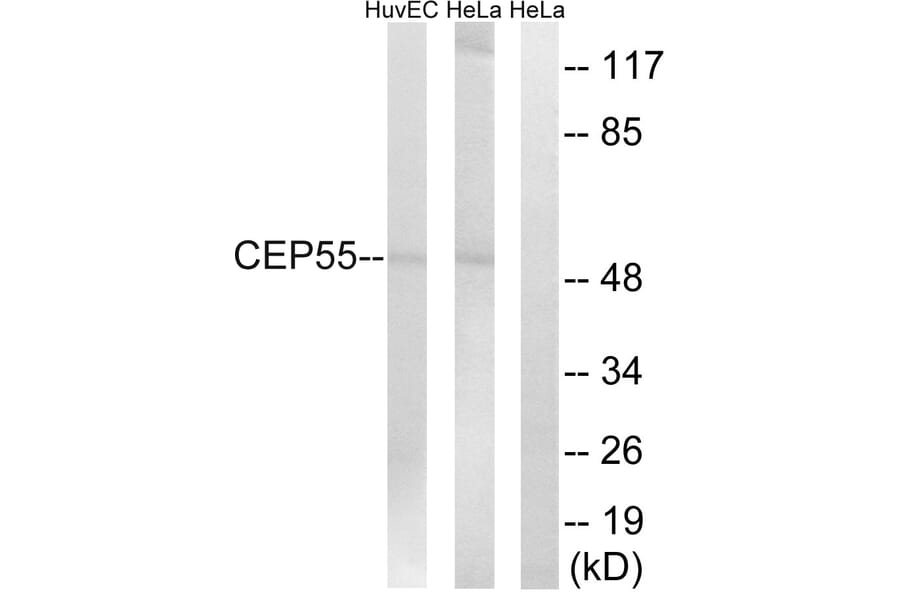 Western Blot - Anti-CEP55 Antibody (C15043) - Antibodies.com