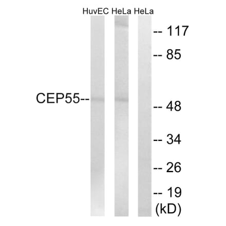 Western Blot - Anti-CEP55 Antibody (C15043) - Antibodies.com