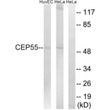 Western Blot - Anti-CEP55 Antibody (C15043) - Antibodies.com