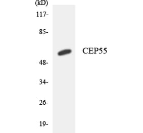 Western Blot - Anti-CEP55 Antibody (R12-2611) - Antibodies.com