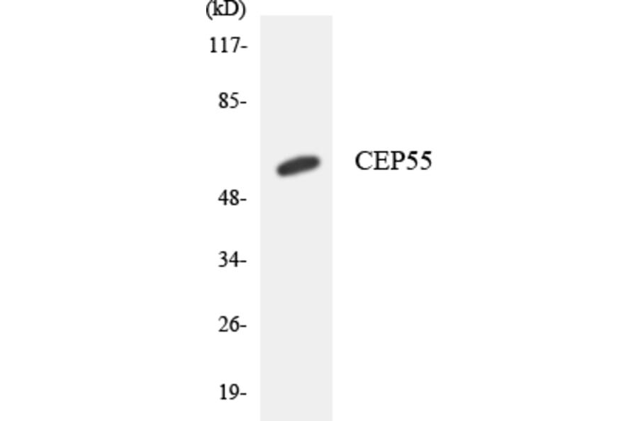 Western Blot - Anti-CEP55 Antibody (R12-2611) - Antibodies.com