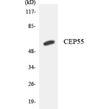 Western Blot - Anti-CEP55 Antibody (R12-2611) - Antibodies.com
