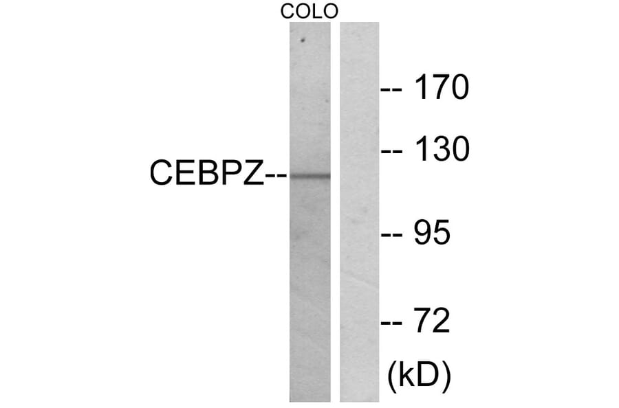 Western Blot - Anti-CEBPZ Antibody (C10870) - Antibodies.com