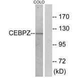Western Blot - Anti-CEBPZ Antibody (C10870) - Antibodies.com
